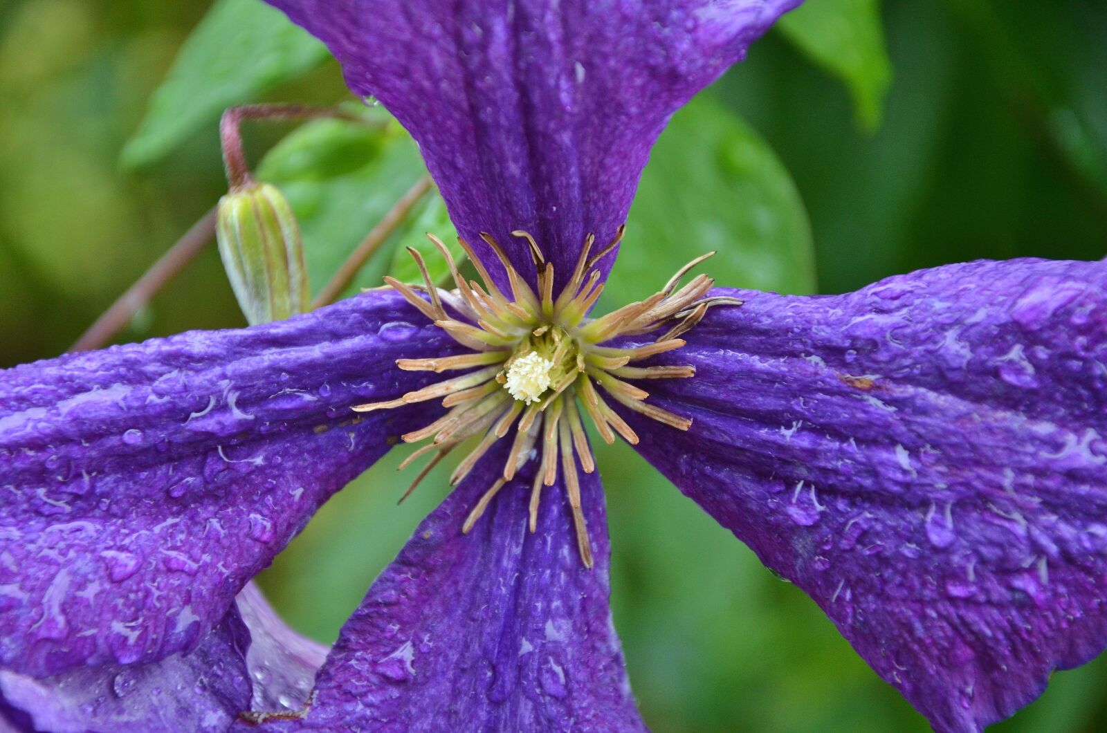 Nikon D7000 sample photo. Flower, floral, nature photography