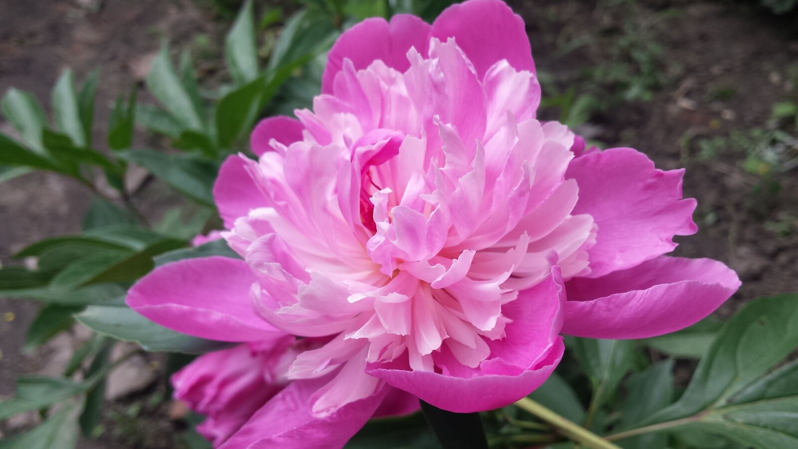 Samsung Galaxy S4 sample photo. Peony, pink peony, flowers photography