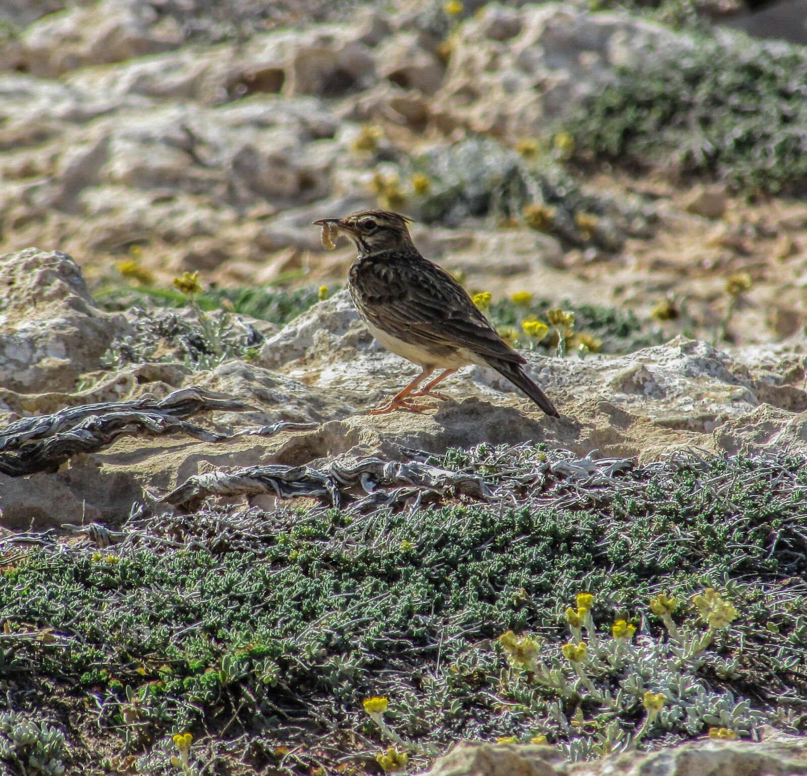 Canon PowerShot SX400 IS sample photo. Lark, bird, eating photography