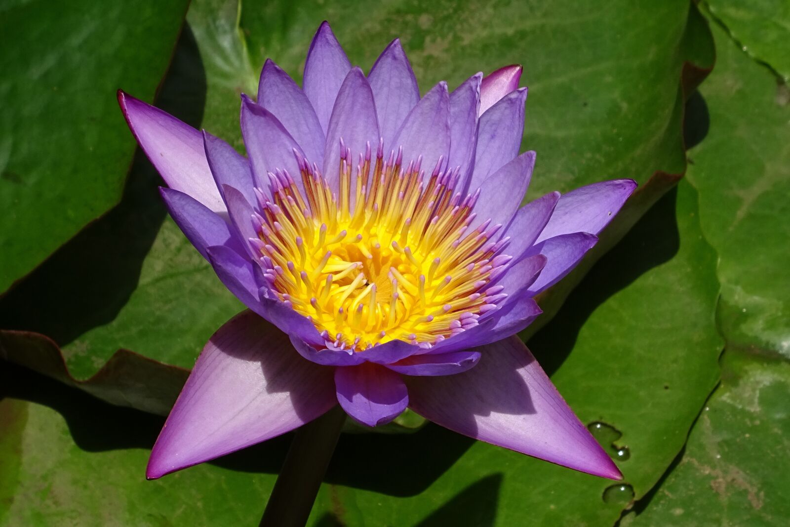 Sony DSC-HX60V sample photo. Lily, flower, nymphaea tina photography