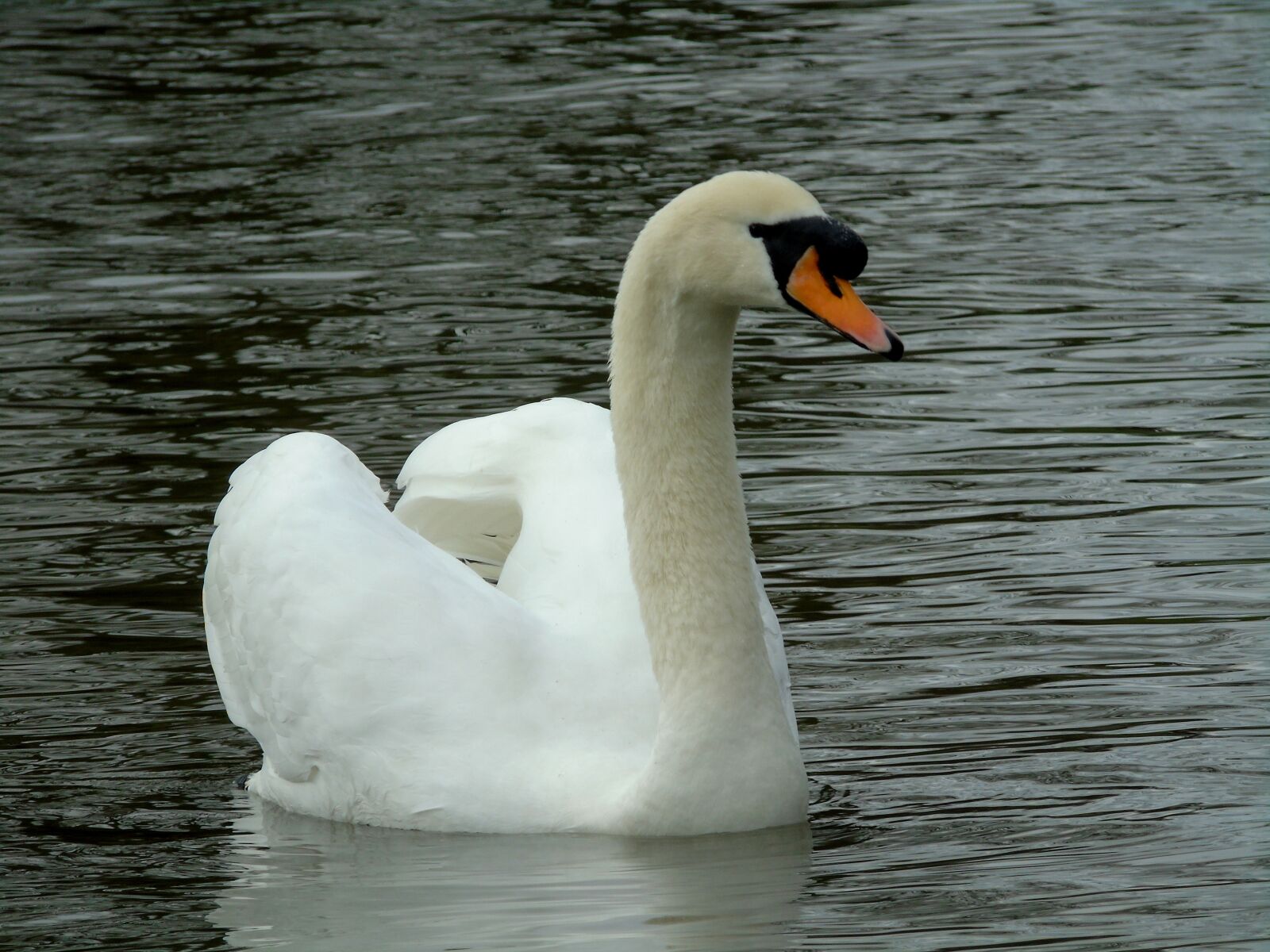 Sony Cyber-shot DSC-H400 sample photo. Mute swan, swan, water photography