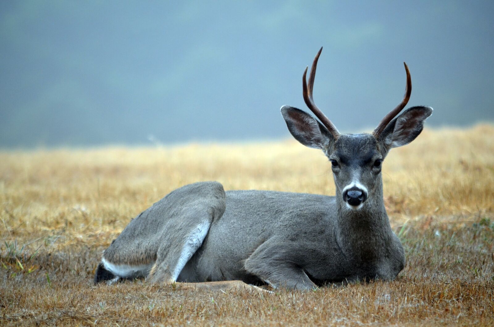 Nikon D5100 sample photo. Deer, buck, two-pointer photography