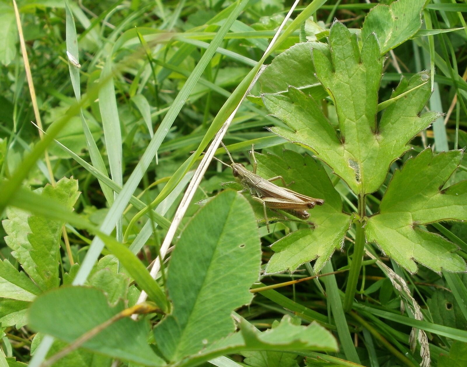 Olympus FE47,X43 sample photo. Grass hopper, meadow, grass photography