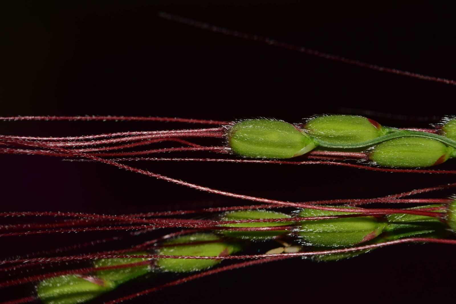 Nikon D3300 sample photo. Macro, dark, plant, green photography