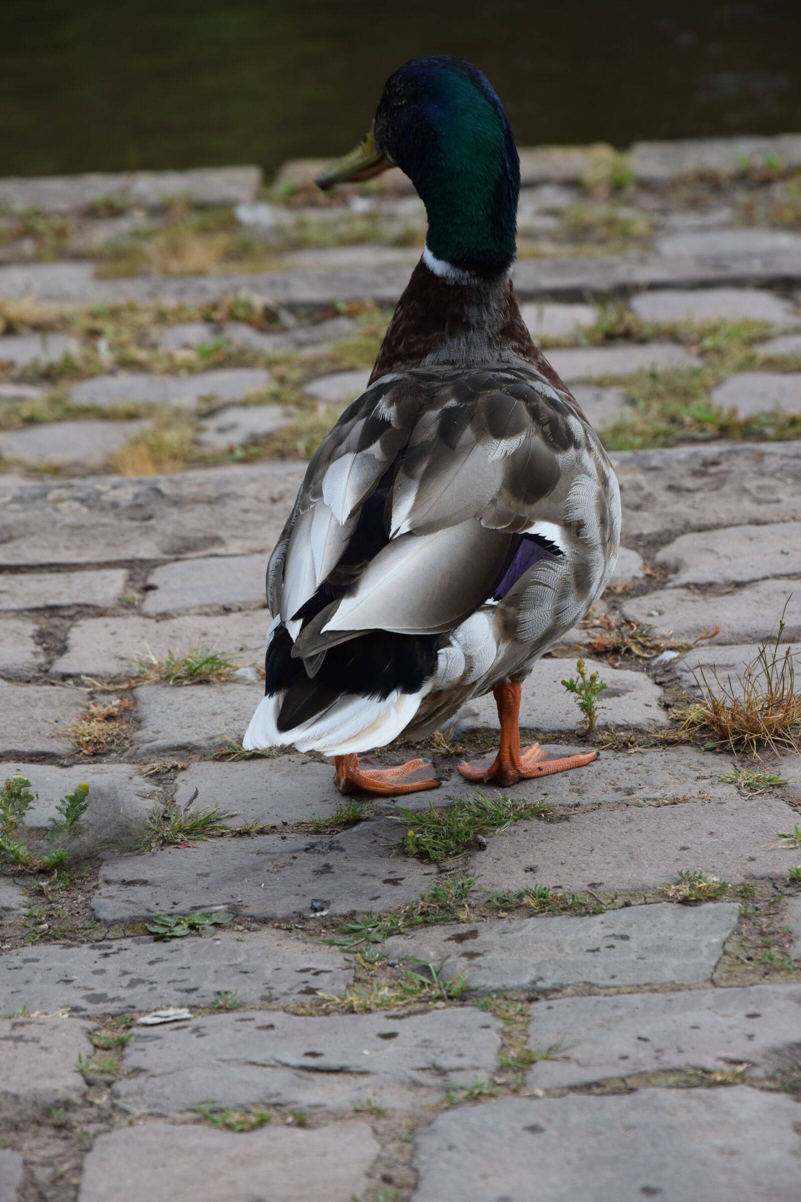 Nikon D5300 sample photo. View, birds, portrait photography