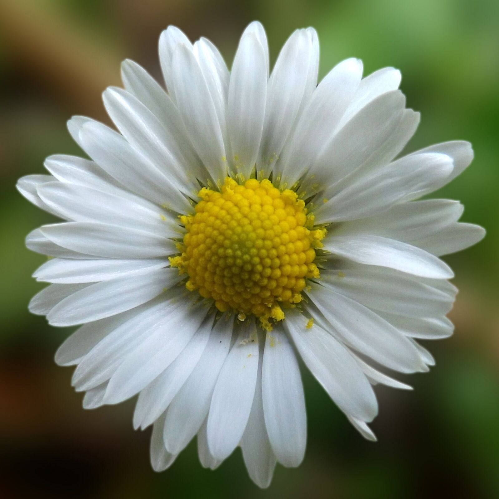 Fujifilm FinePix S4300 sample photo. Daisy, blossom, bloom photography