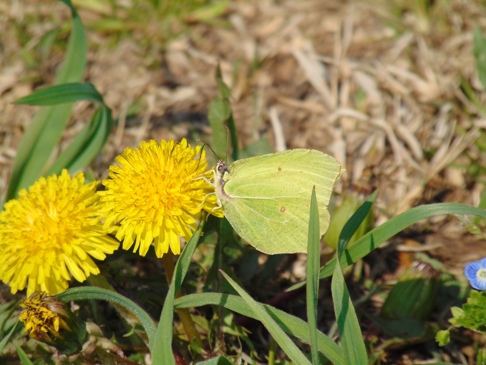 Sony Cyber-shot DSC-H300 sample photo. Spring, butterfly, nature photography