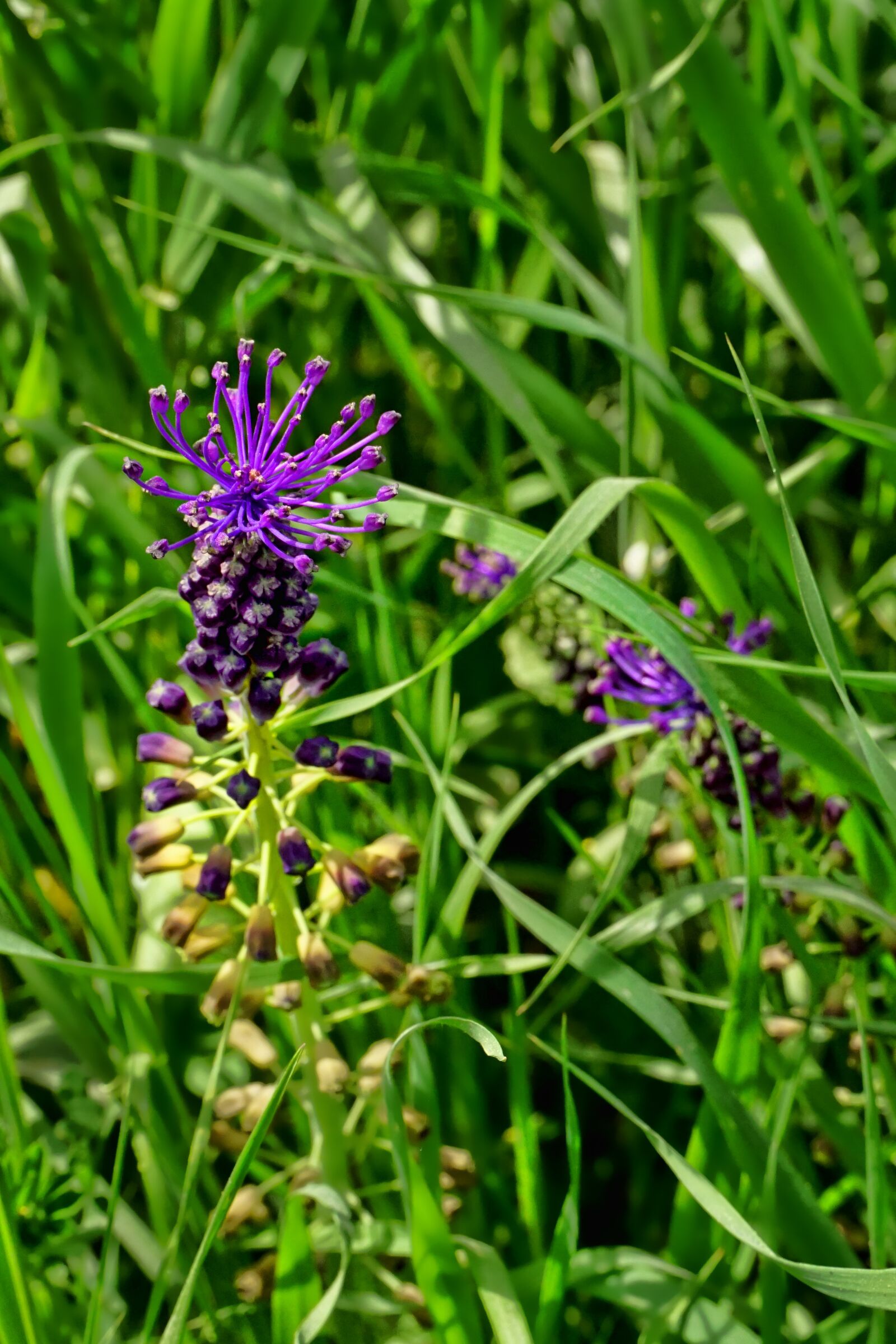 Sony a6000 sample photo. Nature, grass, unknown flower photography