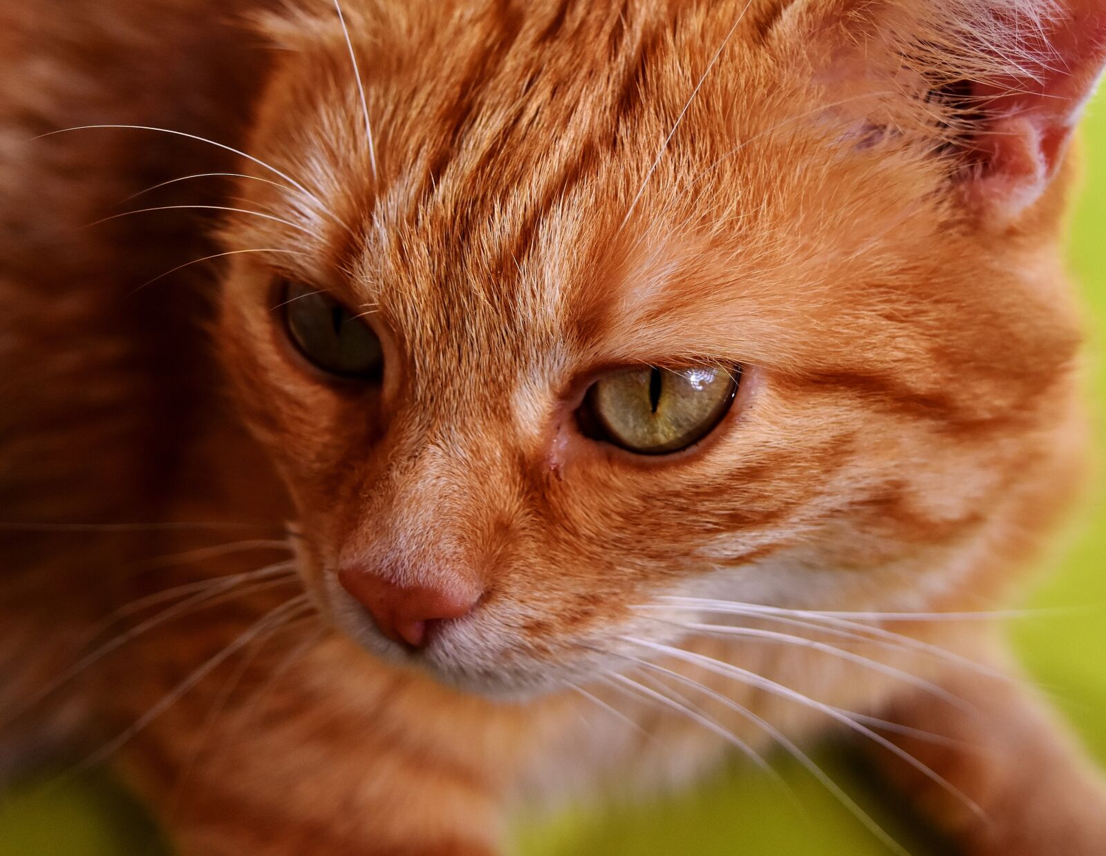 Nikon D7200 sample photo. Cat, mackerel, photograph photography
