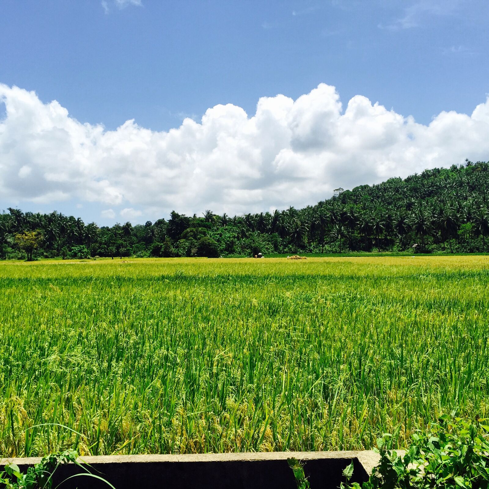 iPhone 6 Plus back camera 4.15mm f/2.2 sample photo. Clouds, green, native, plants photography