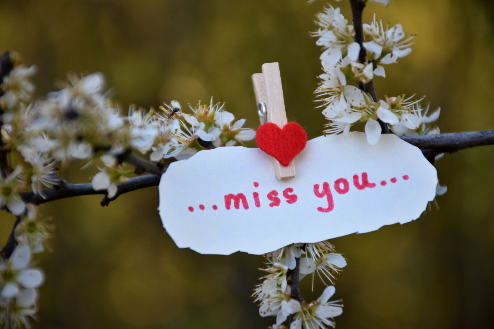 Nikon D5600 sample photo. Message, lost love, red photography