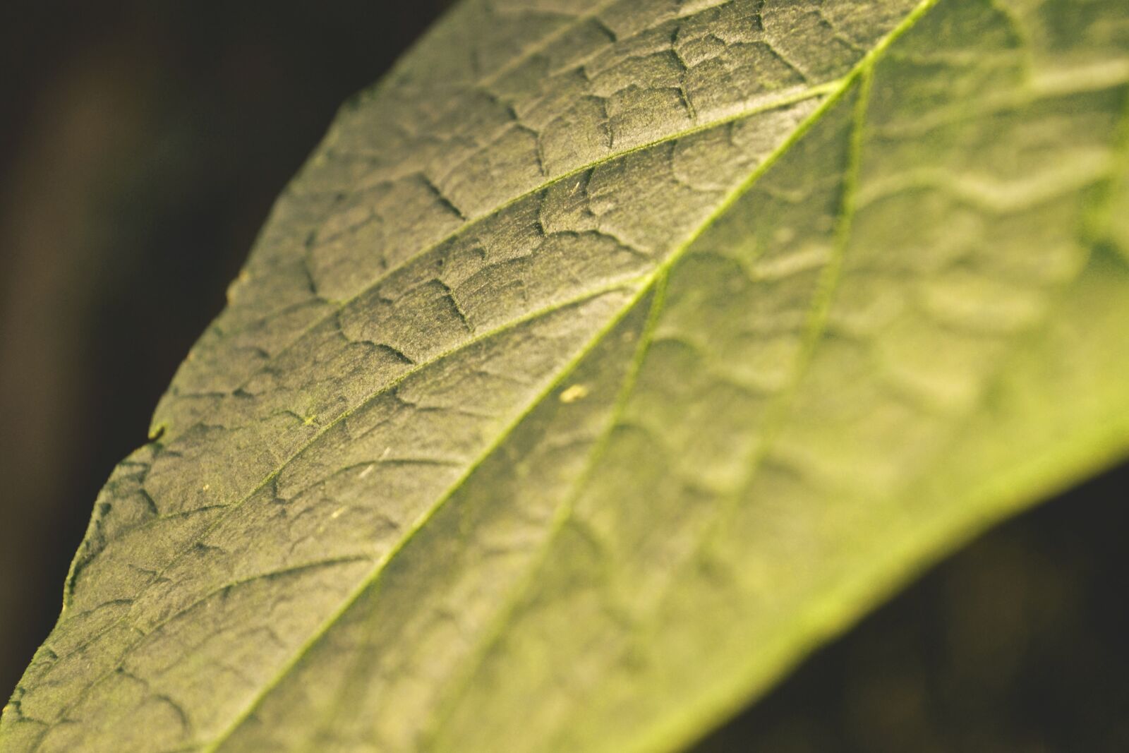 Nikon D3100 sample photo. Leaf, evening sun, nature photography