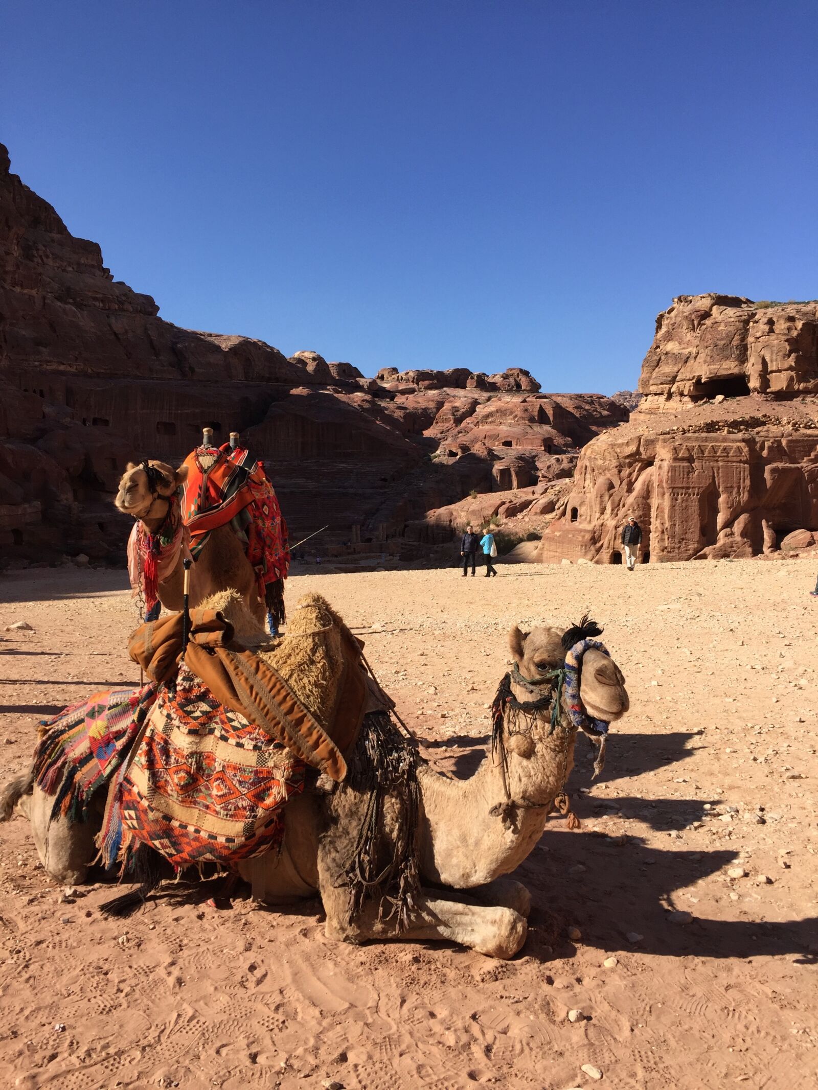 Apple iPhone 6 sample photo. Camel, travel, desert photography