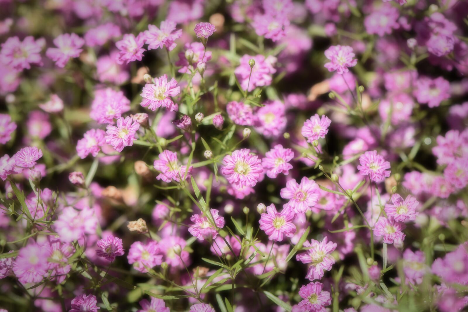 Nikon D7200 sample photo. Flower, summer meadow, flower photography