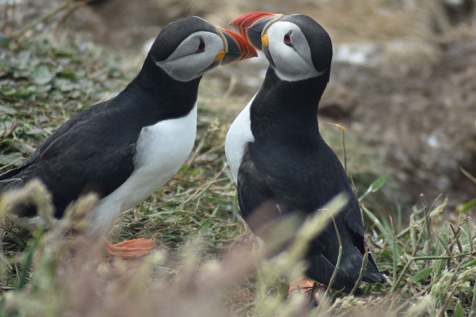 Nikon D3400 sample photo. Puffin, staffa, scotland photography