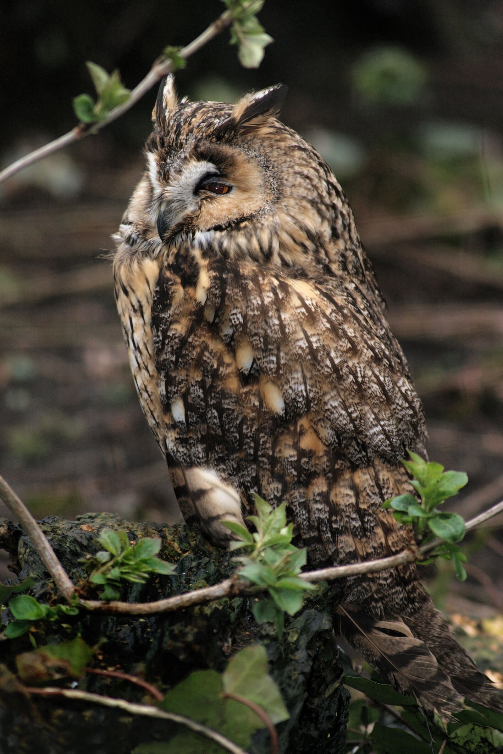 Sony Alpha DSLR-A390 sample photo. Owl, owls, bird photography