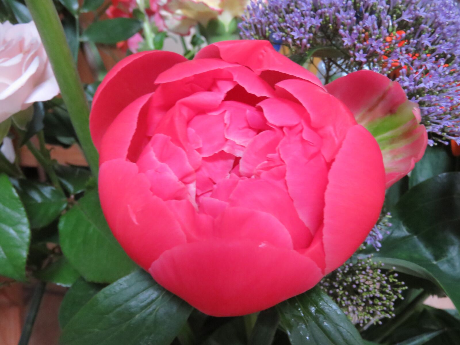 Canon PowerShot SX60 HS sample photo. Pioensroos, bouquet, button photography