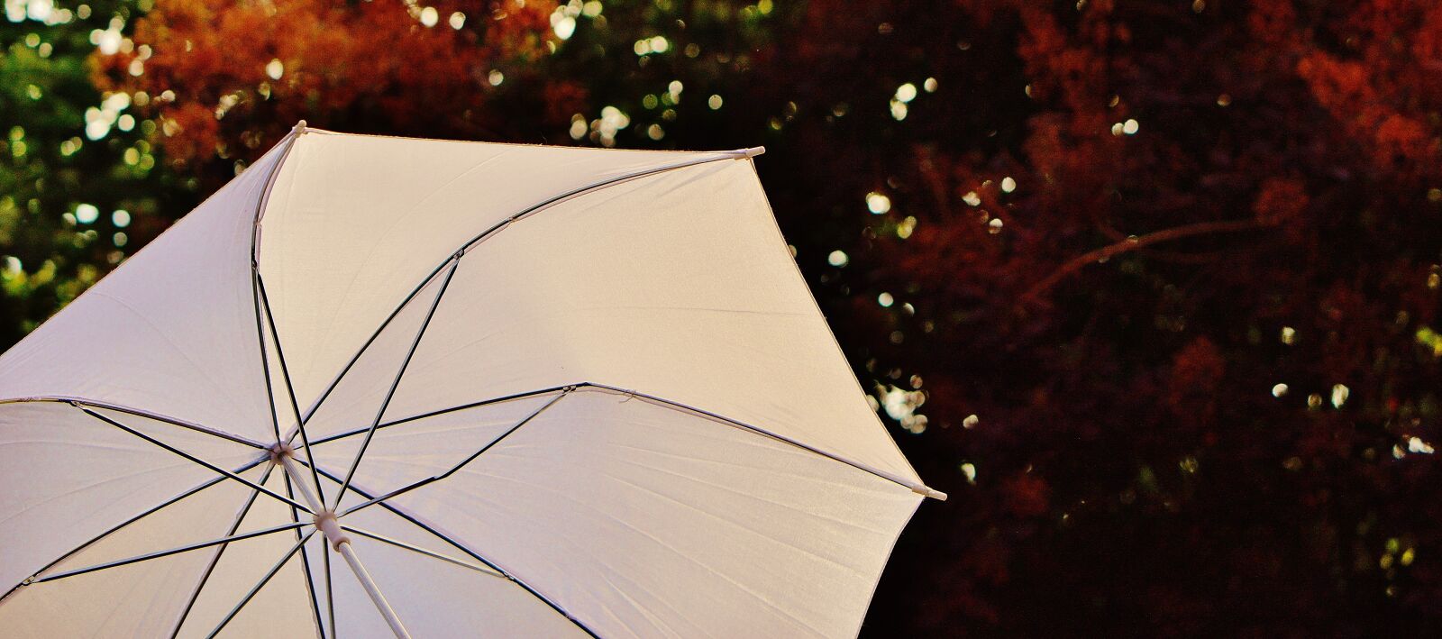 Nikon D3200 sample photo. Parasol, screen, sun photography