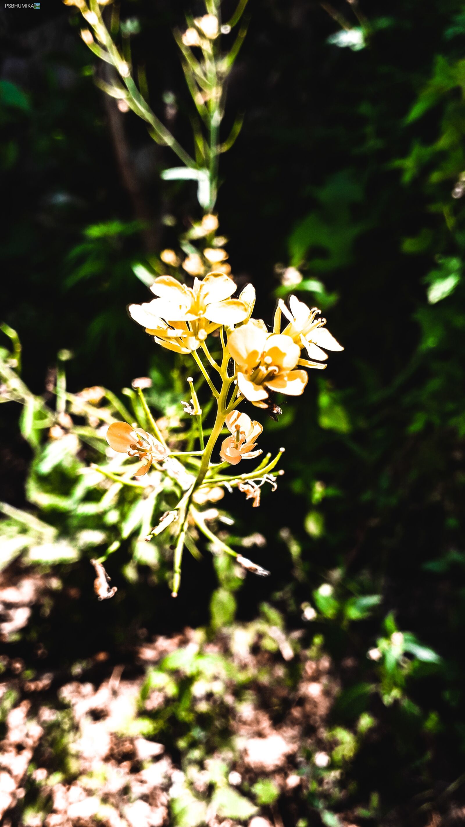 Samsung Galaxy J4 sample photo. Nature, mustard flower, plant photography