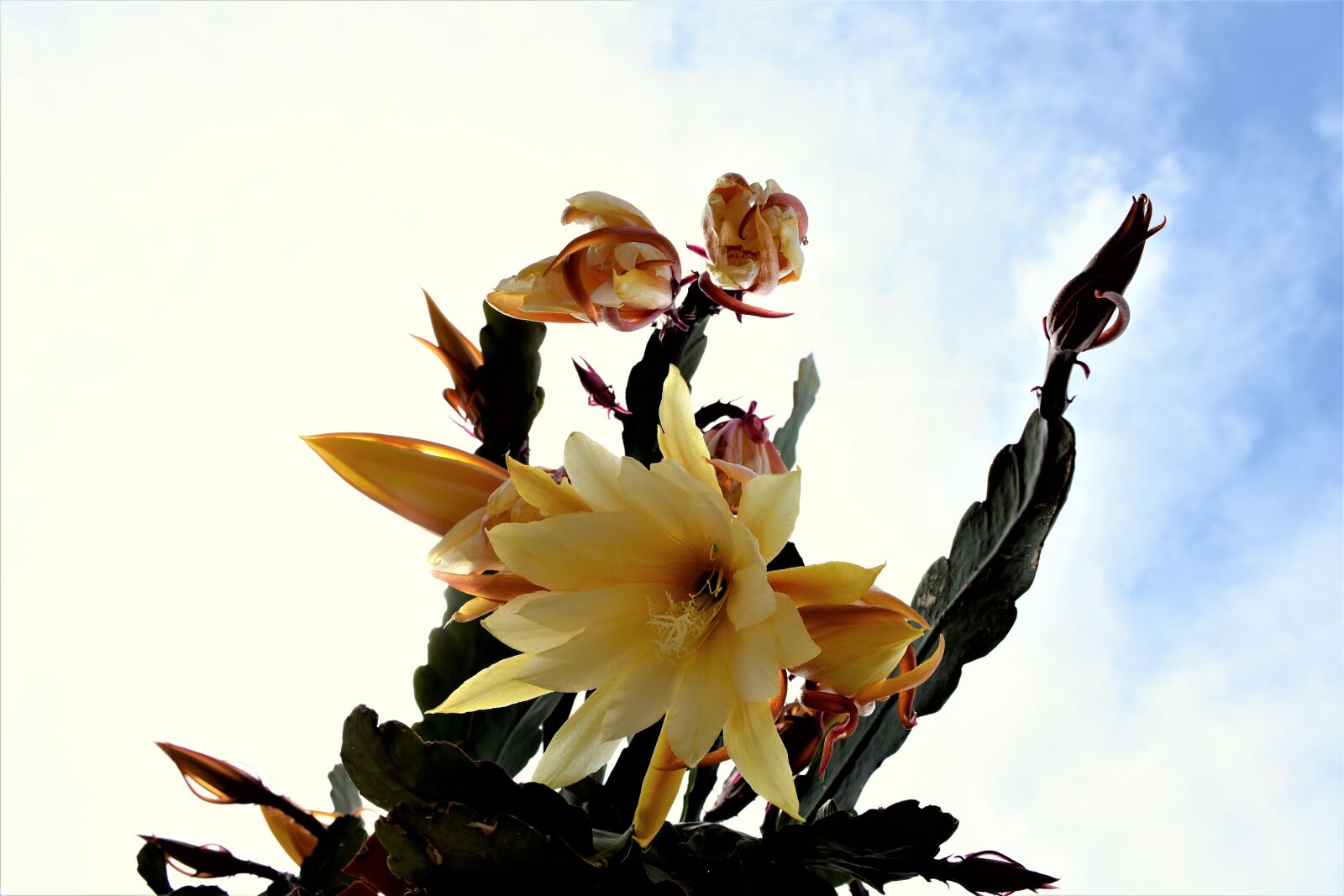 Nikon D7200 sample photo. Cactus, cactus flowers, blossom photography