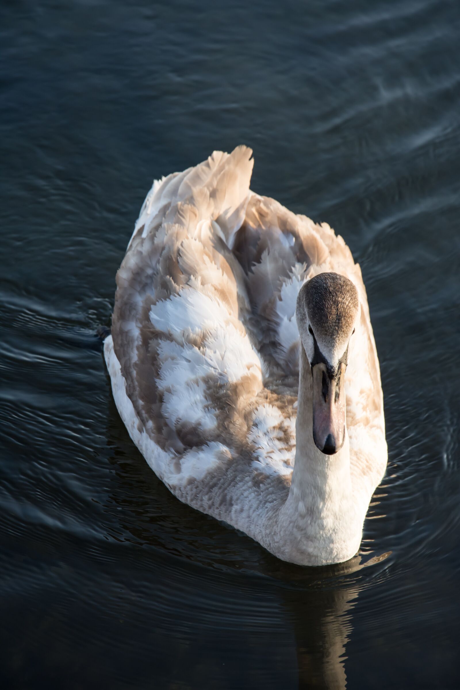 Nikon D7200 sample photo. Swan, sea, nature photography