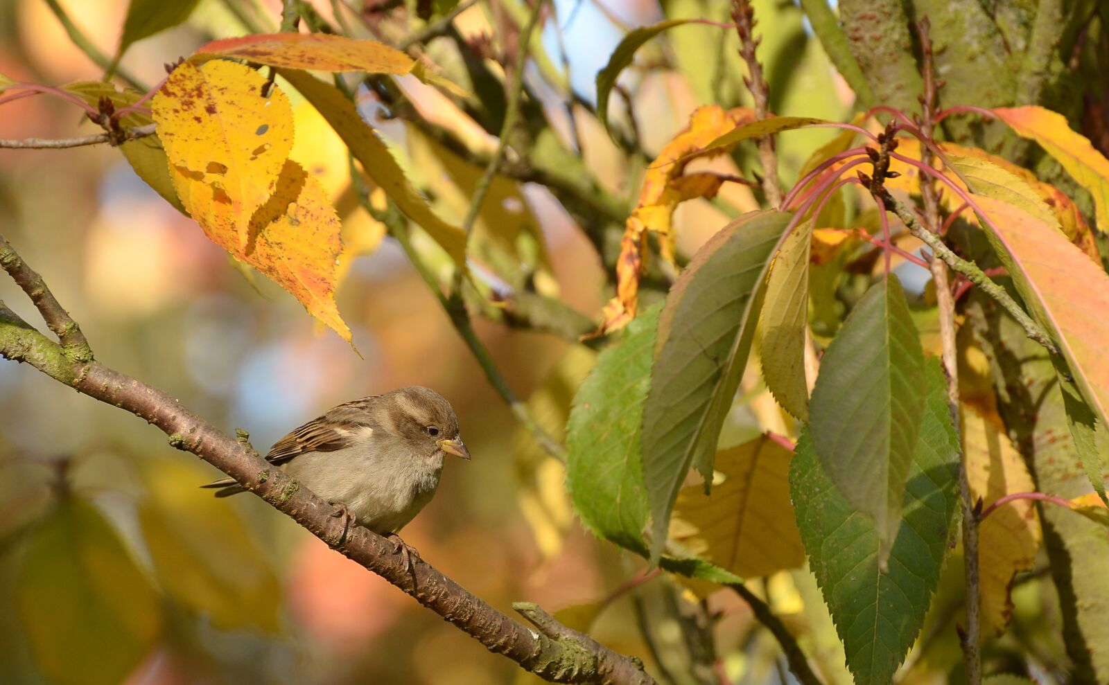 Nikon D5100 sample photo. Sparrow, bird, tree photography