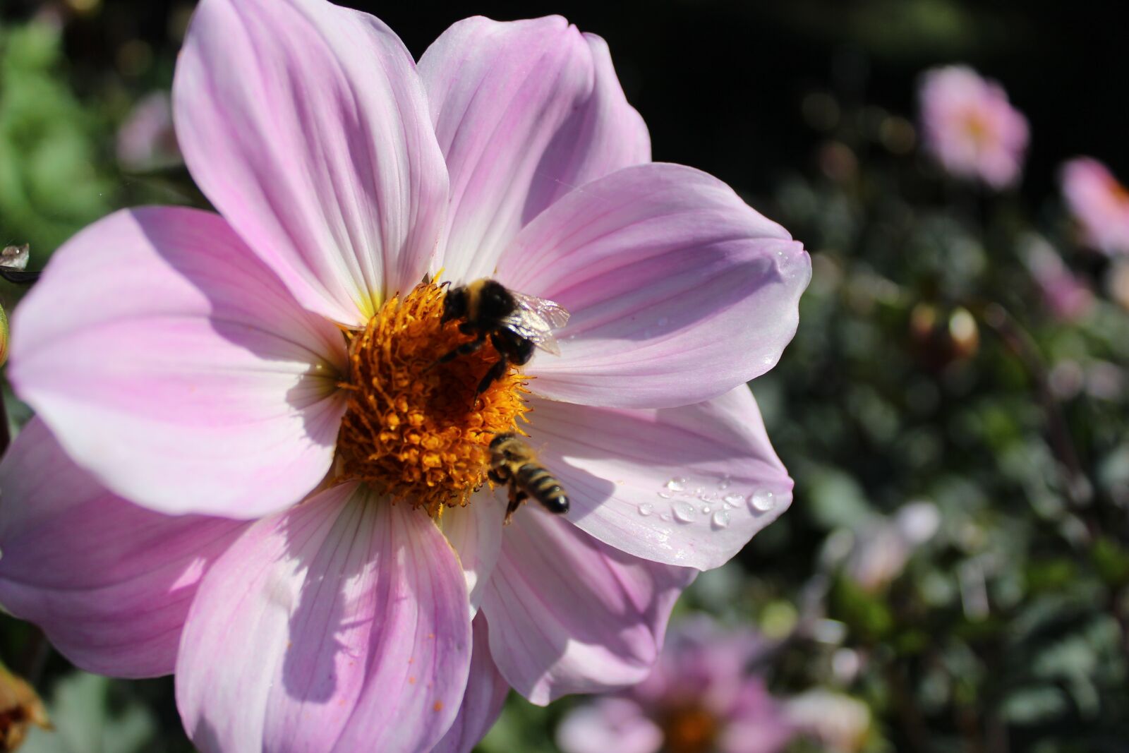 Canon EOS 1300D (EOS Rebel T6 / EOS Kiss X80) sample photo. Dahlia, flower, flower garden photography
