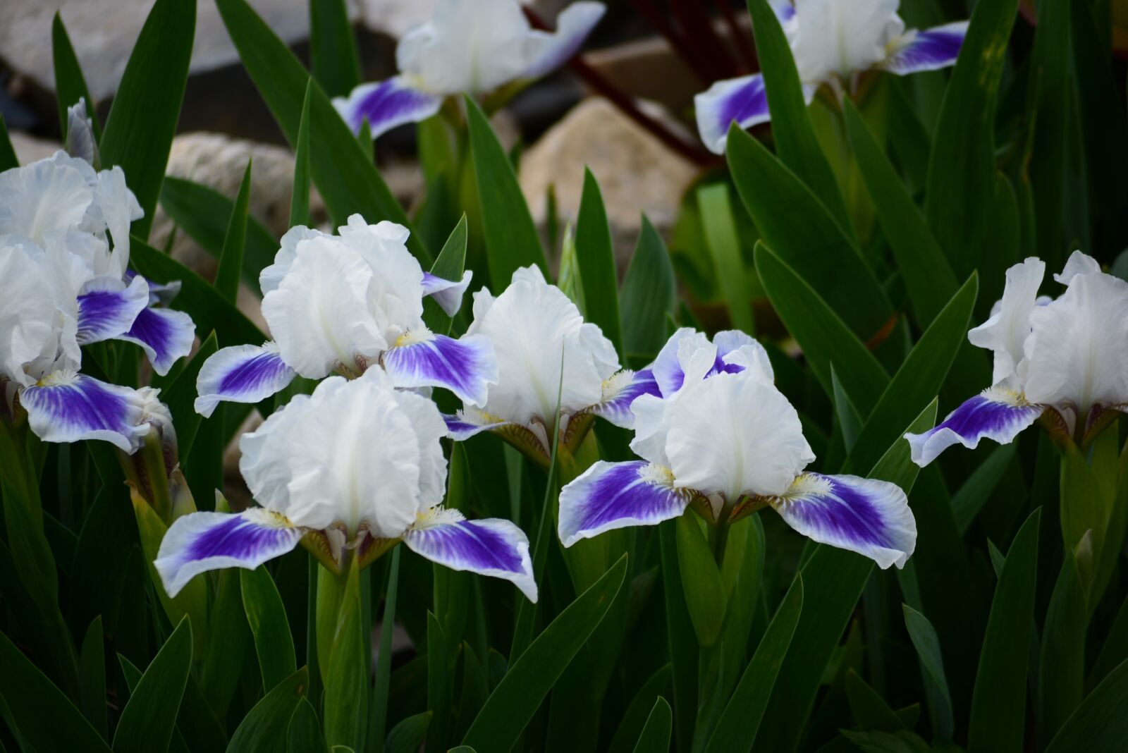 Nikon D5200 sample photo. Flower, nature, plant photography