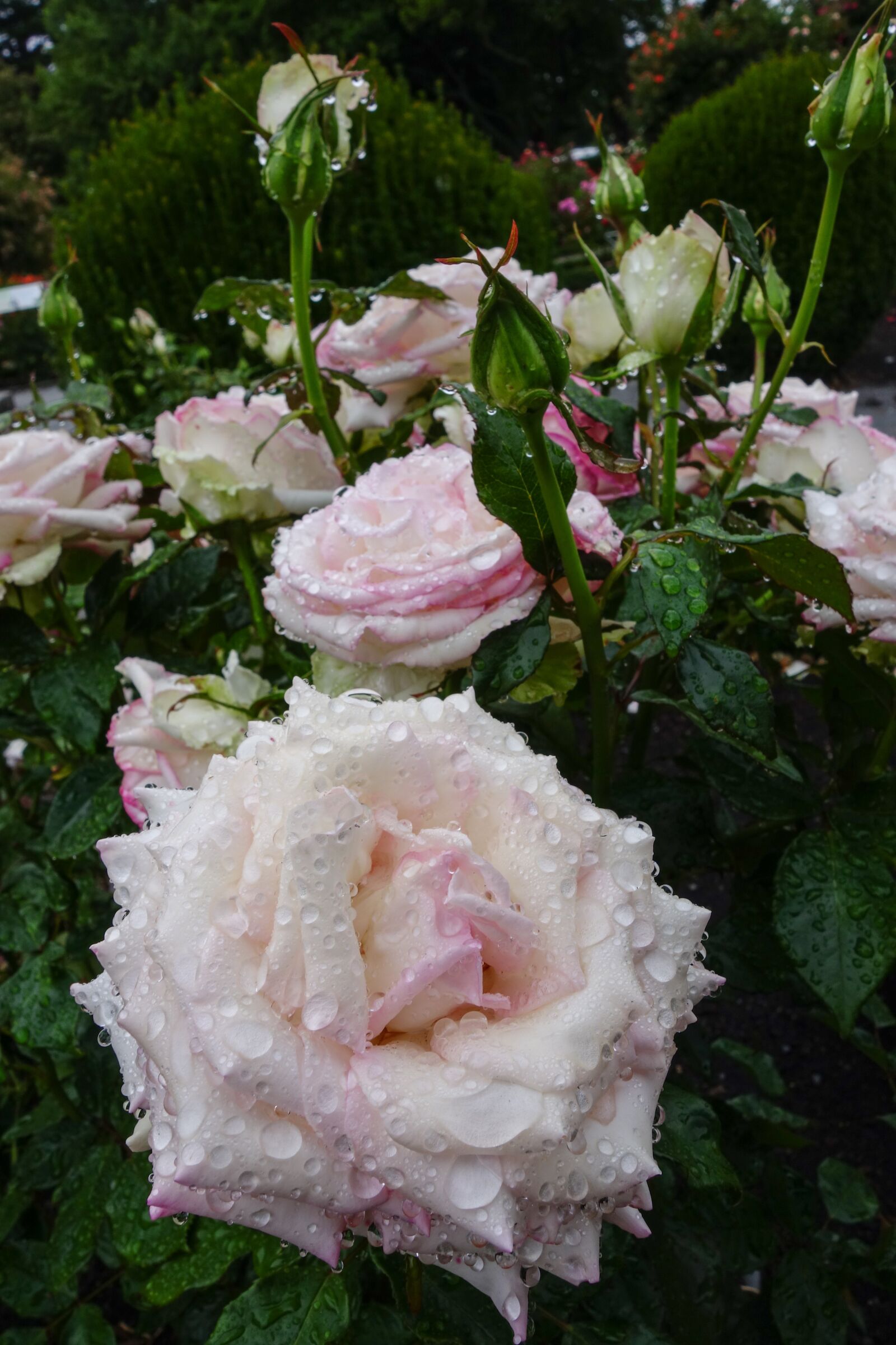 Sony Cyber-shot DSC-RX100 II sample photo. Rose, white, drop of photography