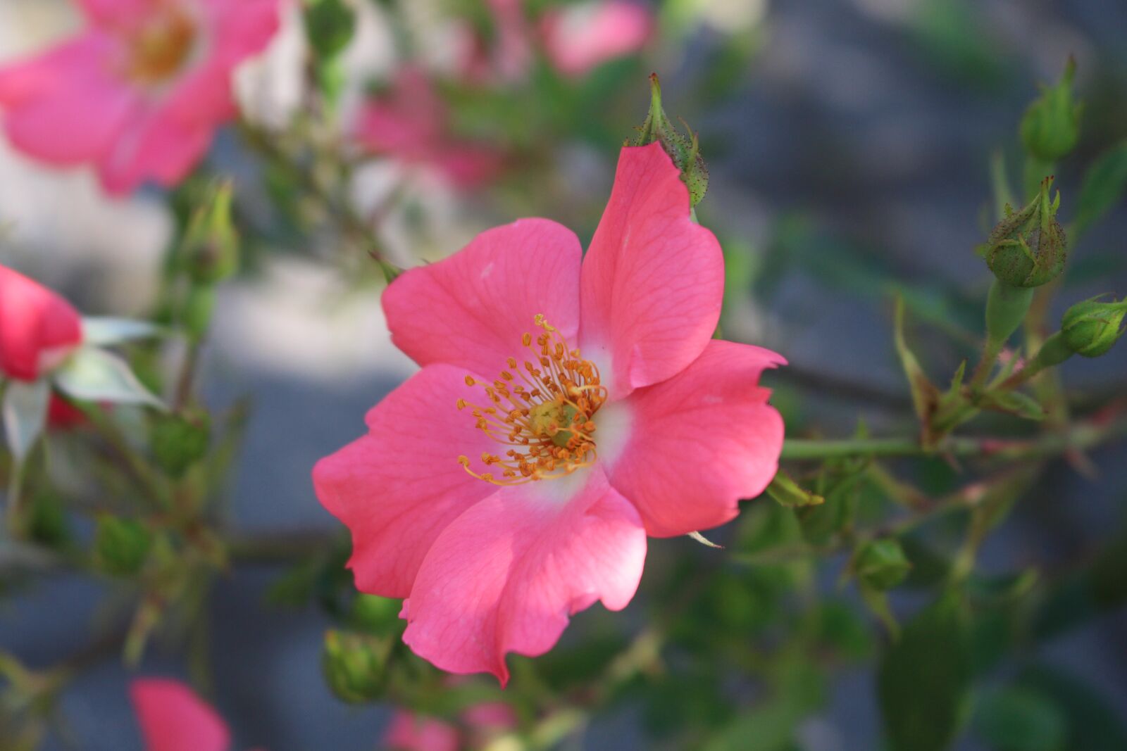 Canon EOS 700D (EOS Rebel T5i / EOS Kiss X7i) sample photo. Roses, rose, flowers photography