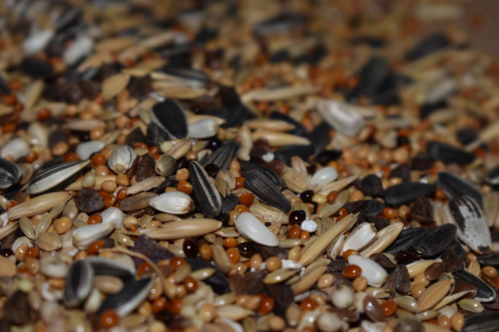Nikon D3500 sample photo. Seeds, seed, black photography