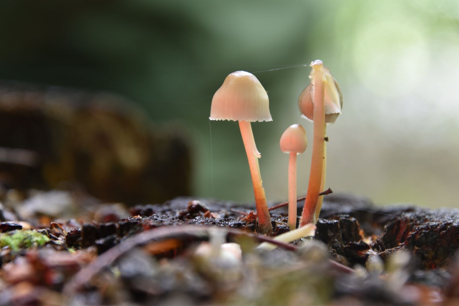 Nikon D5600 sample photo. Forest, mushrooms, toadstools photography
