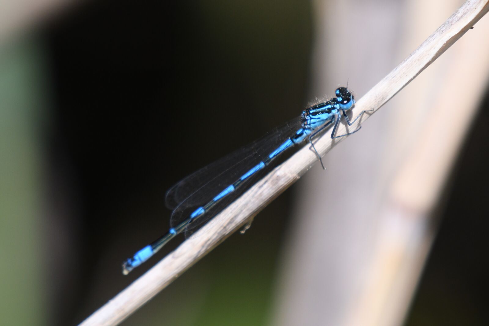 Nikon D500 sample photo. Dragonfly, insect, nature photography