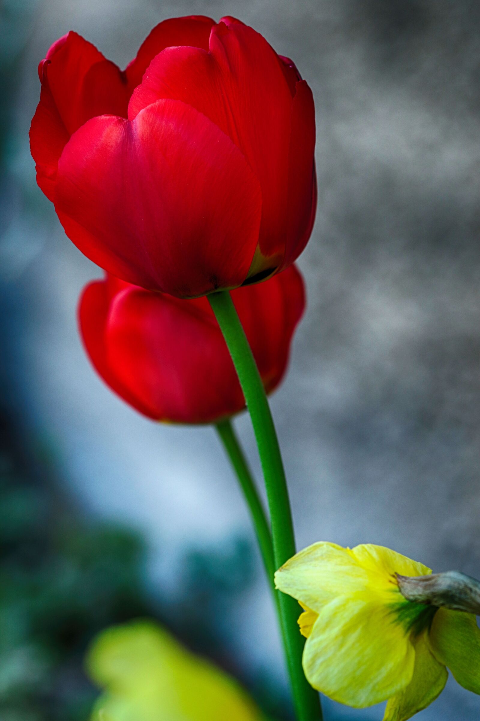 Canon EOS 7D Mark II + Canon EF 135mm F2L USM sample photo. Tulip, daffodil, nature photography