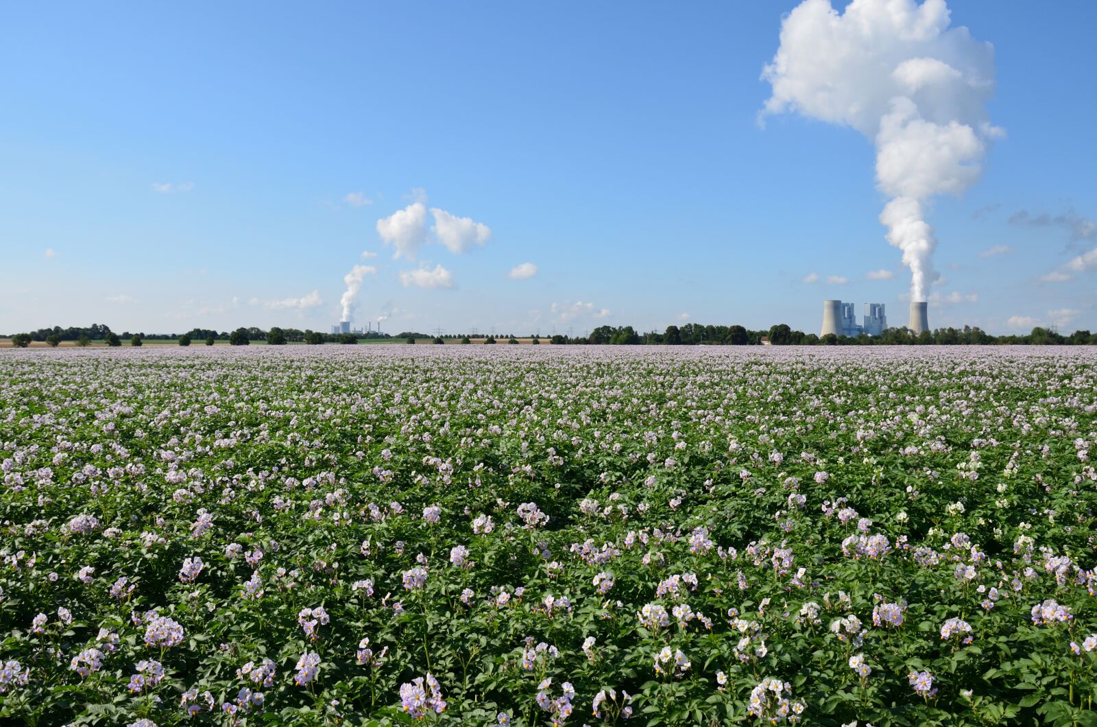 Nikon D5100 sample photo. Landscape, field, agriculture photography