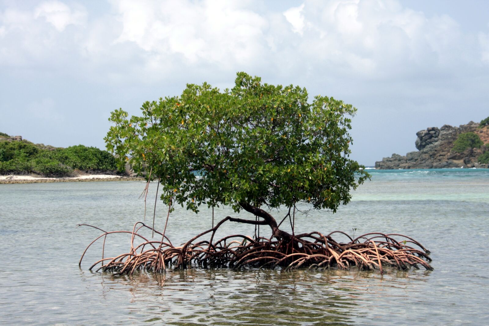 Canon EOS 40D sample photo. Mangrove, caribbean, tree photography