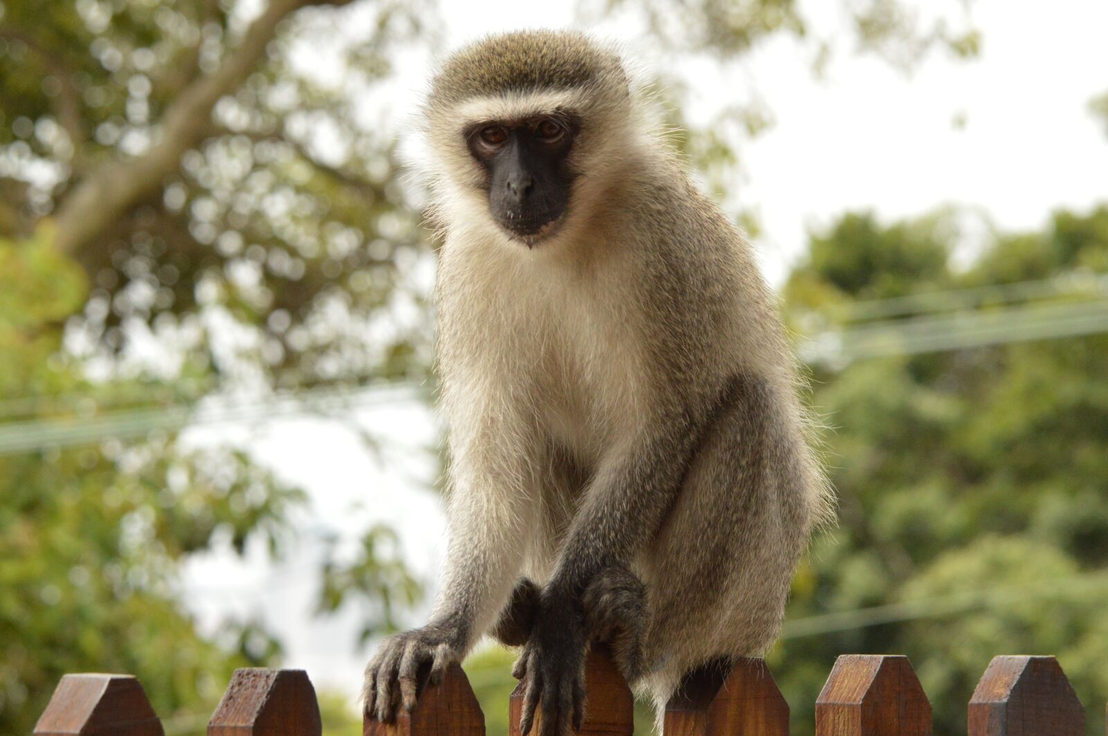 Nikon D3200 sample photo. Vervet monkey, durban, animal photography