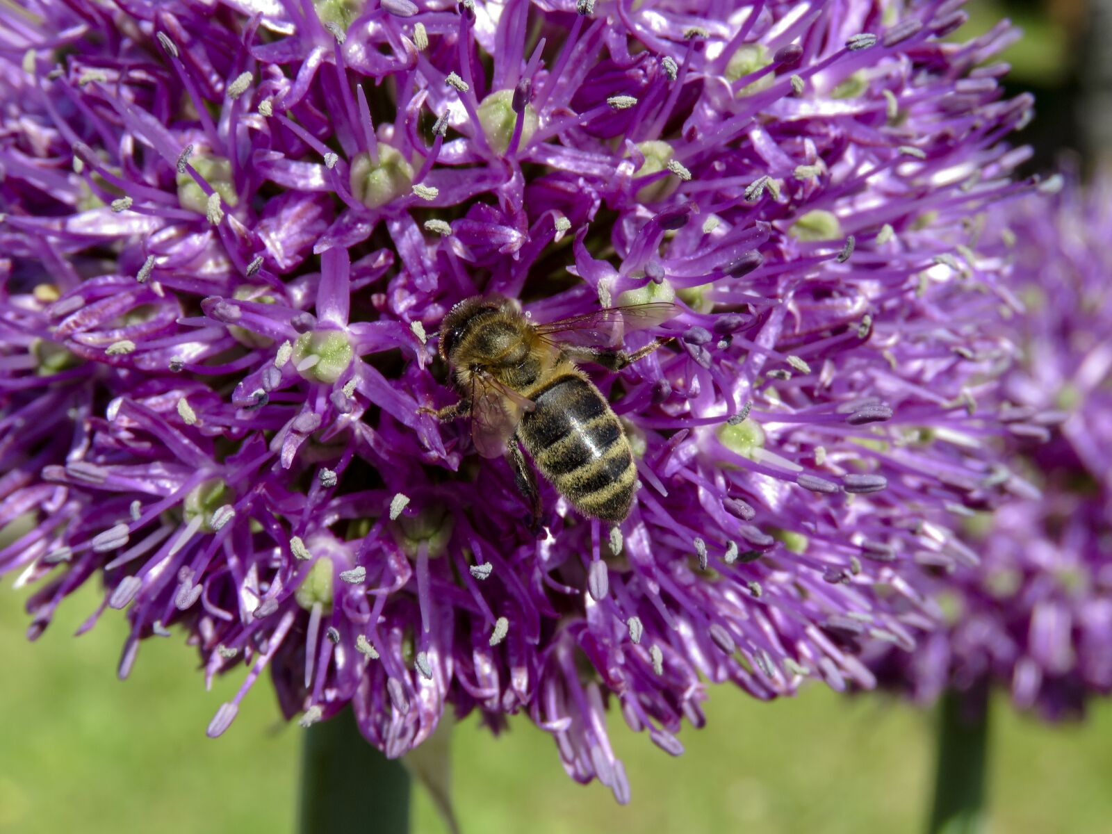 Canon PowerShot SX60 HS sample photo. Flower, purple, bee photography