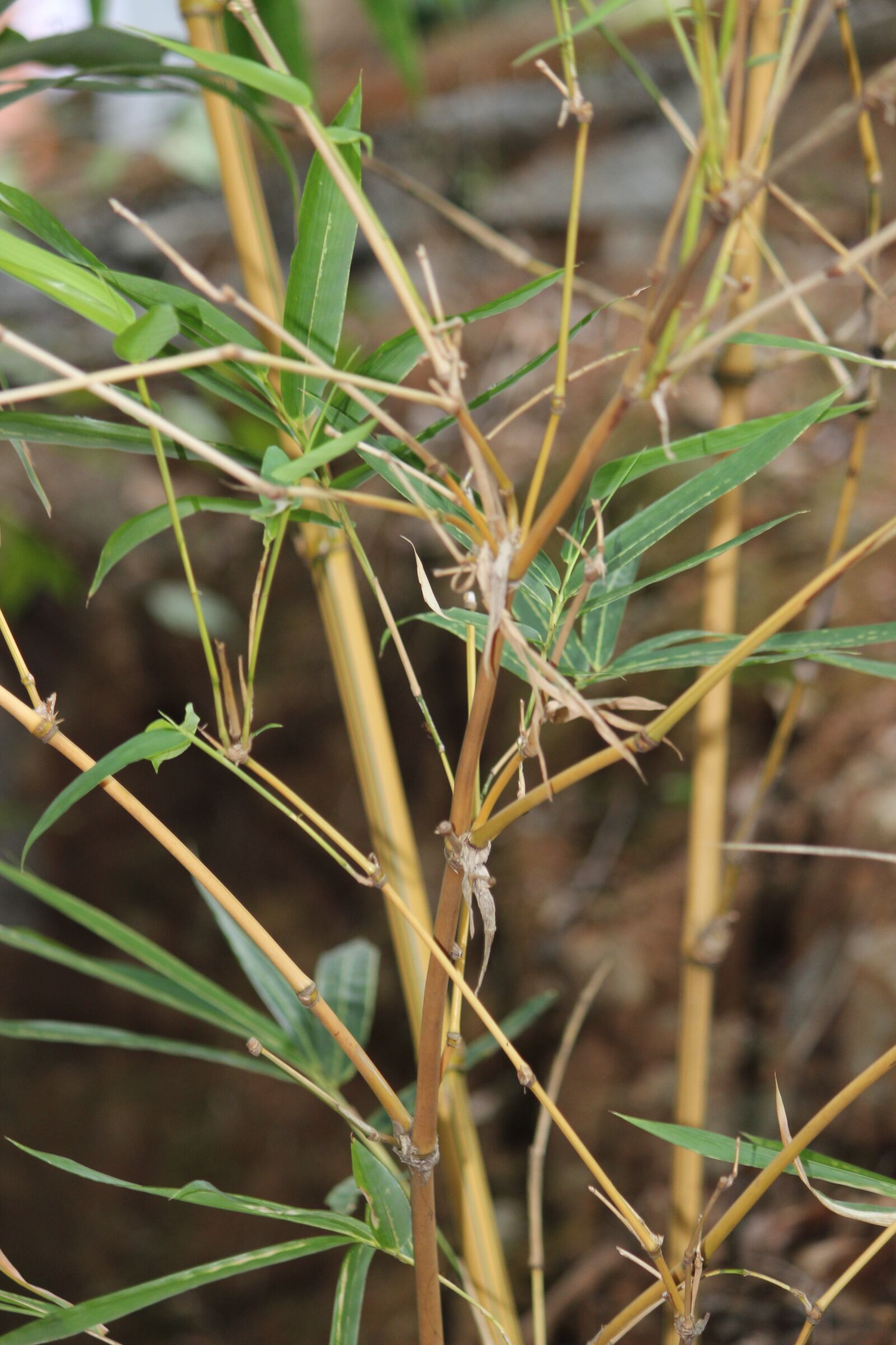 Canon EOS 600D (Rebel EOS T3i / EOS Kiss X5) sample photo. Bamboo, natural, nature photography