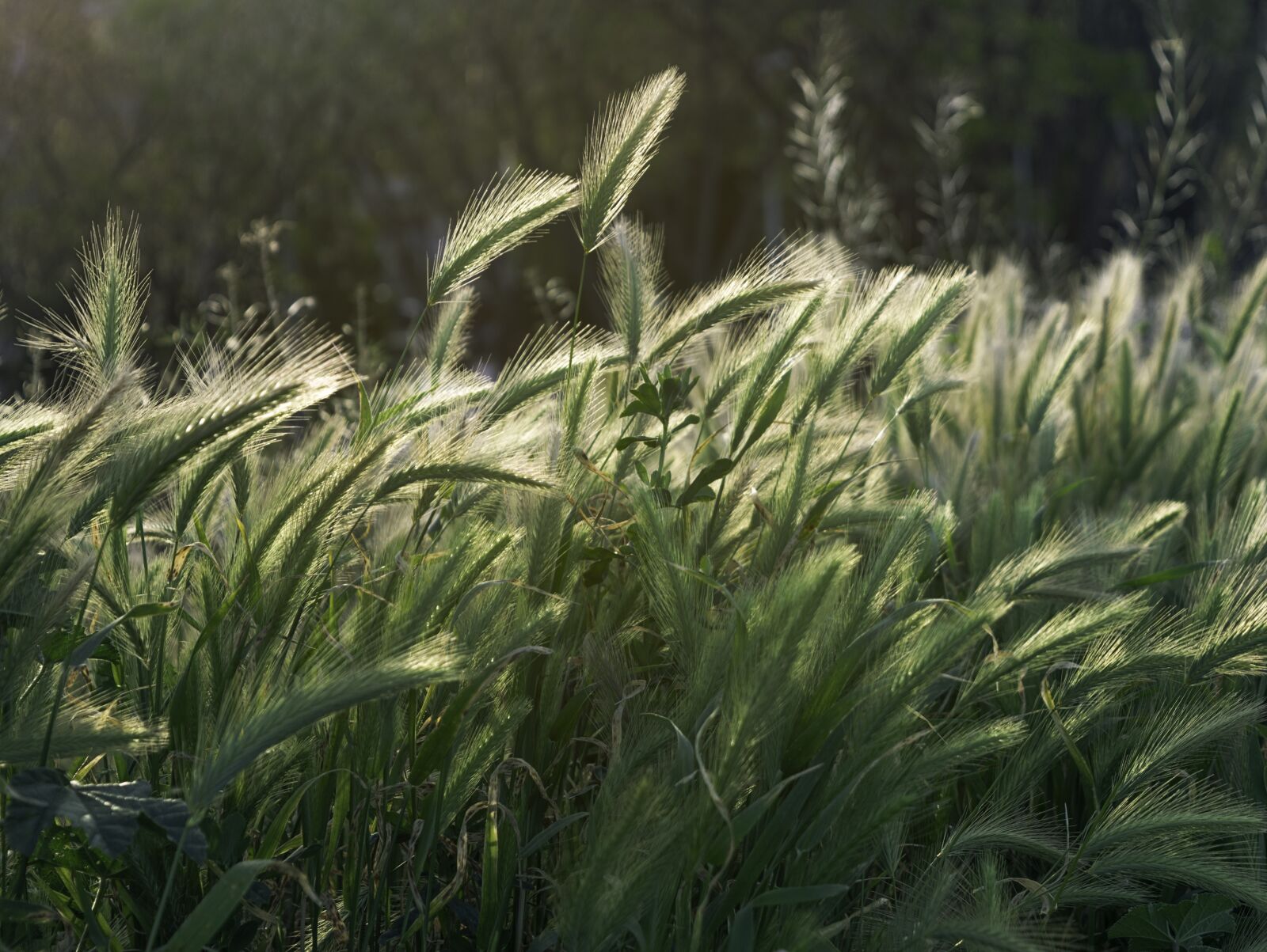 Nikon D3300 sample photo. Spikes, wild, nature photography
