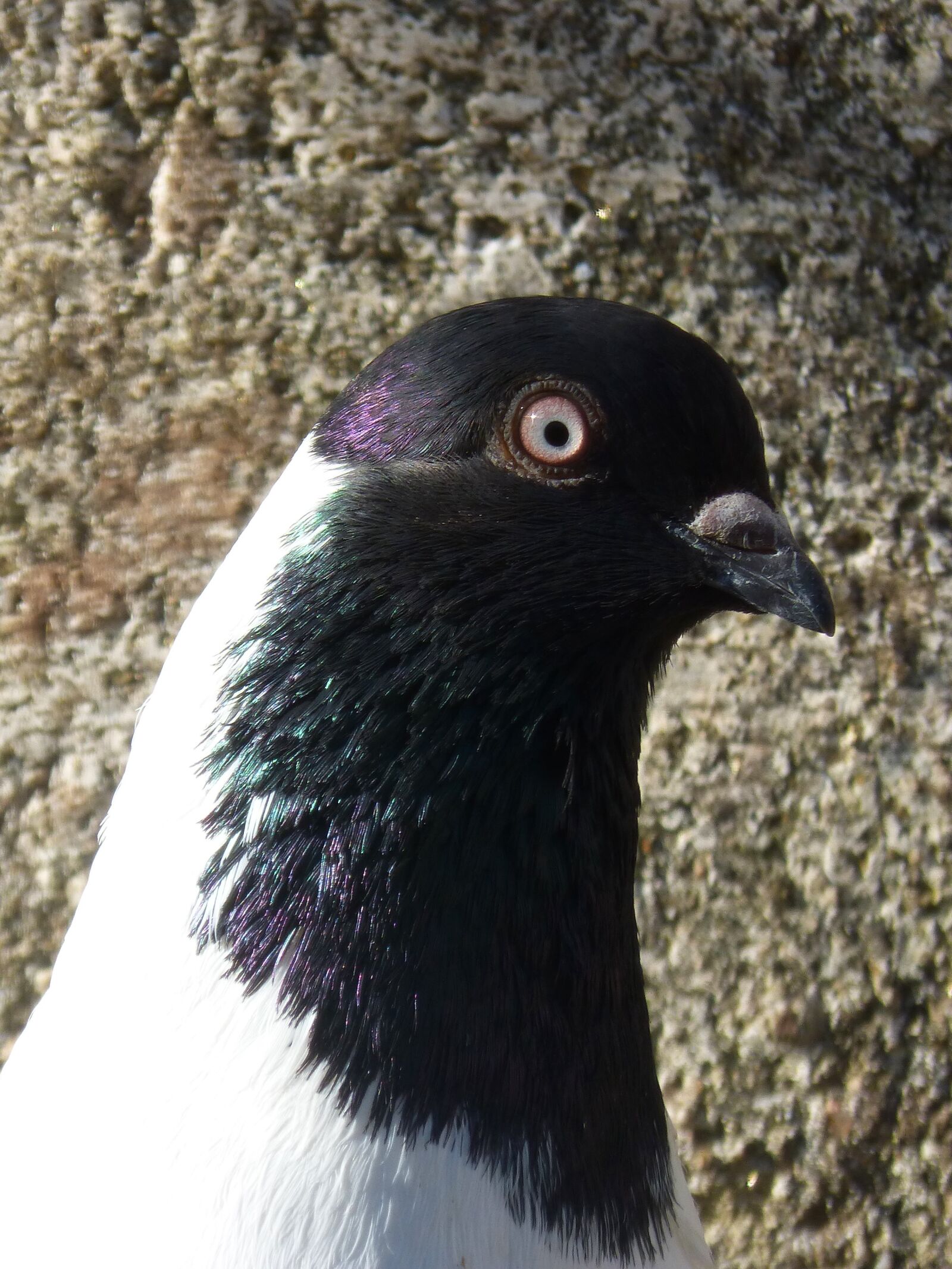 Panasonic DMC-FZ62 sample photo. Paloma, catalan flying pigeon photography