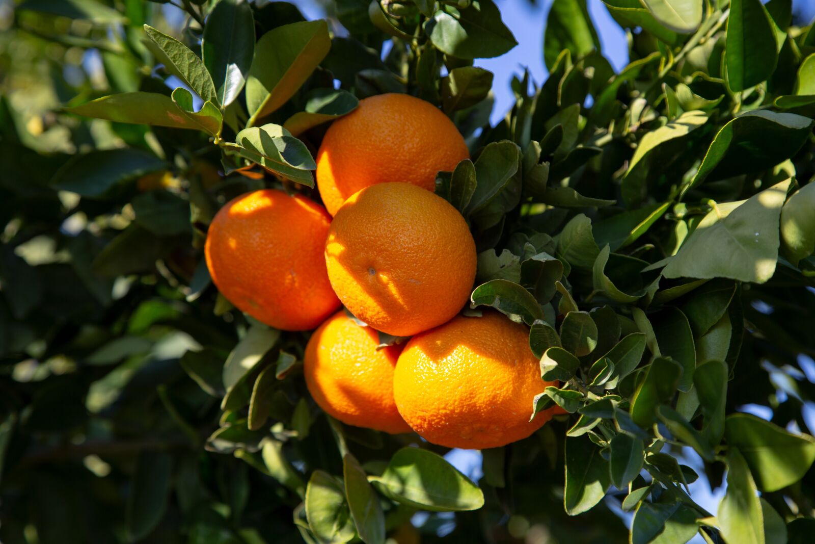 Canon EOS 6D + Canon EF 24-105mm F4L IS USM sample photo. Mandarins, citrus, fruit photography