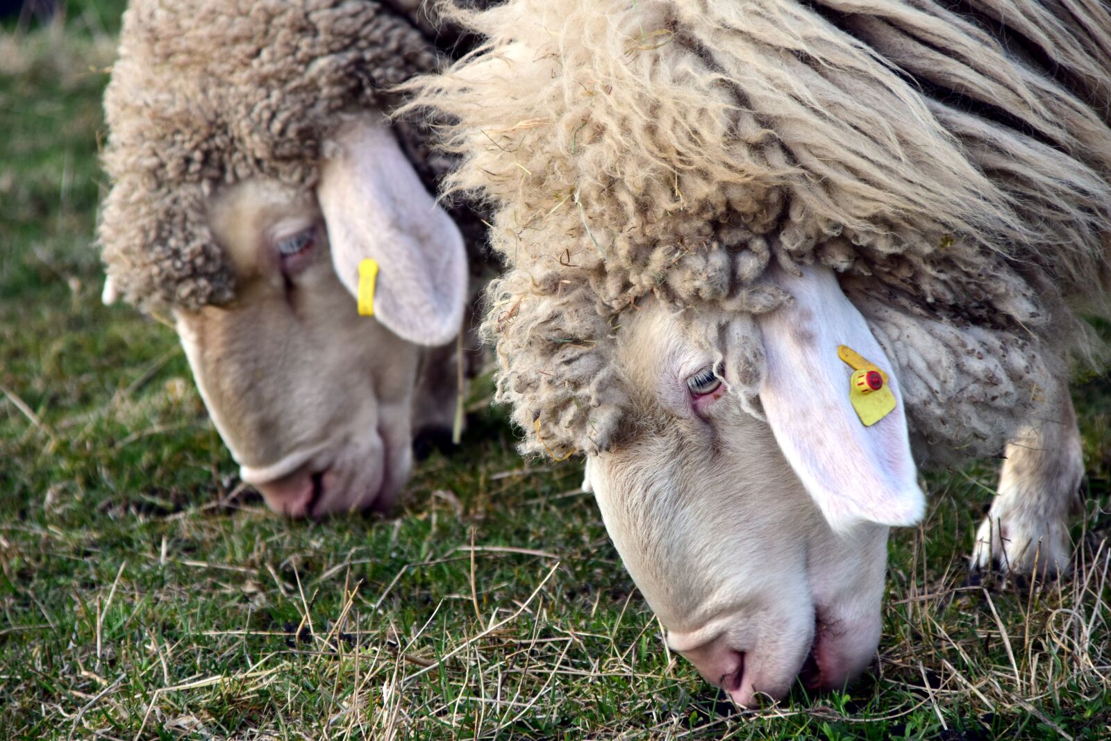 Nikon D3300 sample photo. Sheep, eat, head photography