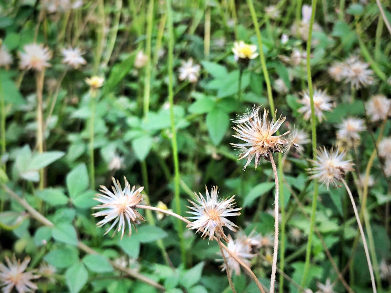 iPhone 8 Plus back dual camera 3.99mm f/1.8 sample photo. Flower, summer, garden photography