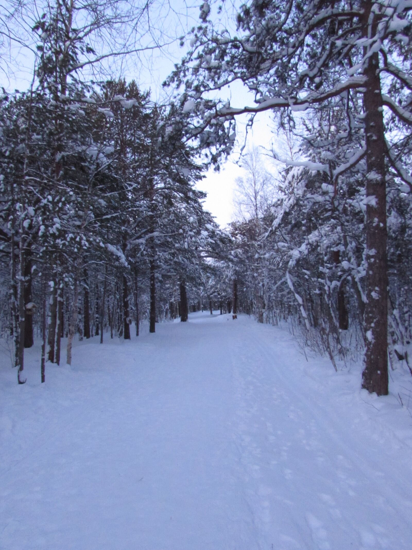 Canon PowerShot SX510 HS sample photo. Pinery, winter, pine trees photography
