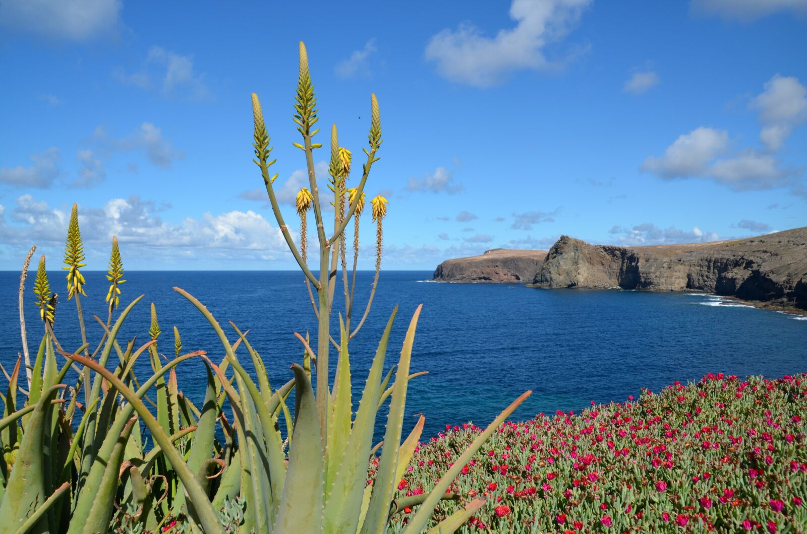 Nikon D5100 sample photo. Sea, flowers, nature photography
