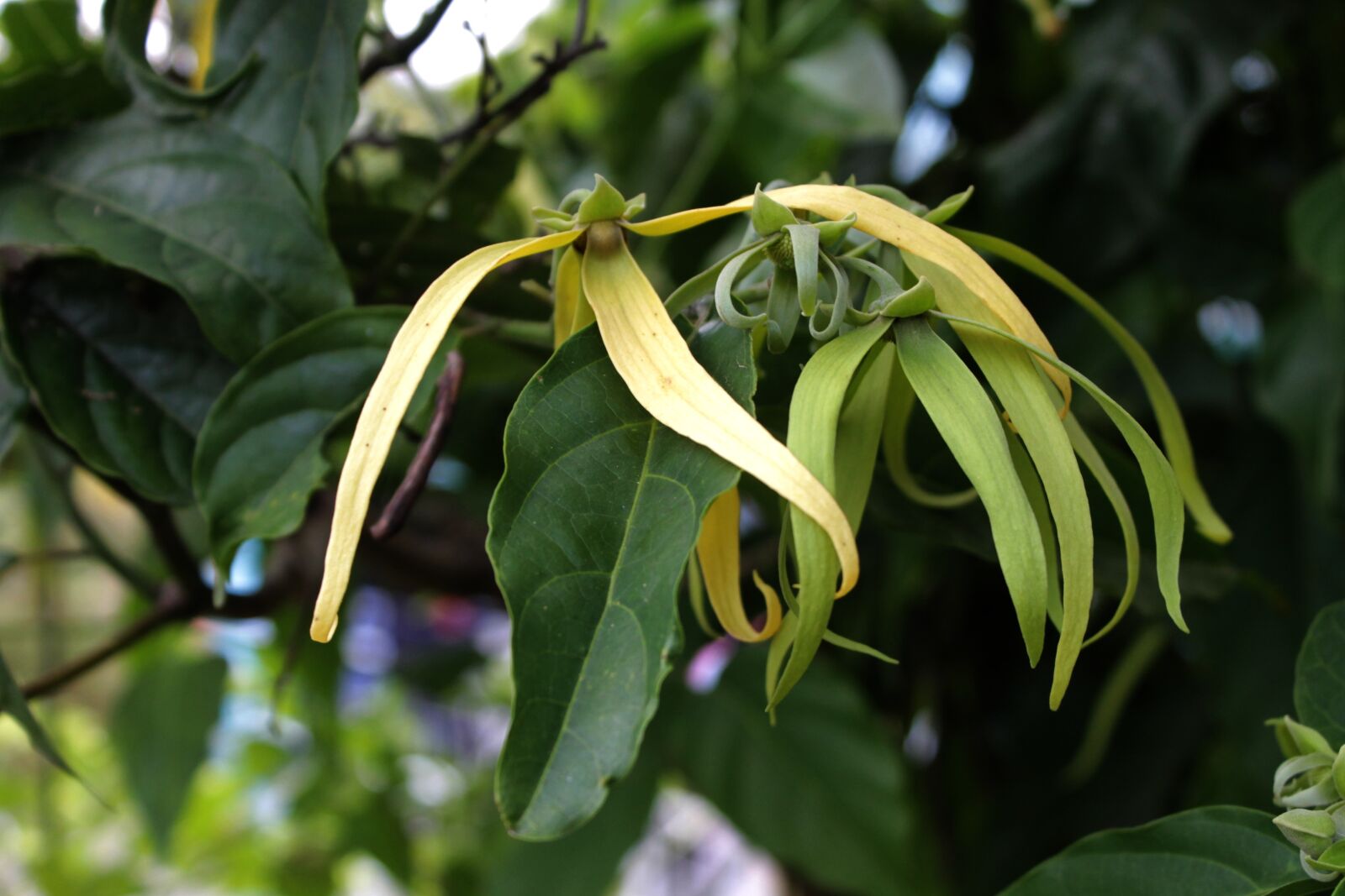 Canon EOS 1100D (EOS Rebel T3 / EOS Kiss X50) sample photo. Ylang-ylang, flower, aromatherapy photography