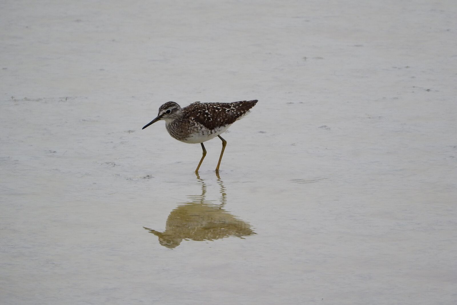 Nikon Coolpix P610 sample photo. Wood sandpiper, tringa a photography