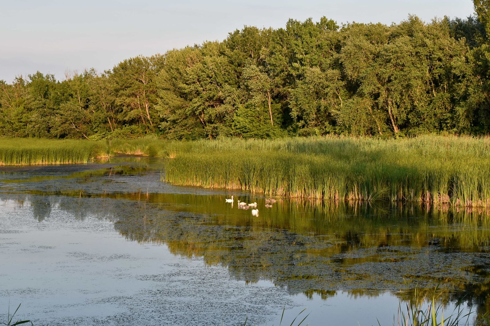 Nikon D5500 sample photo. Birds, marshland, swamp, swan photography