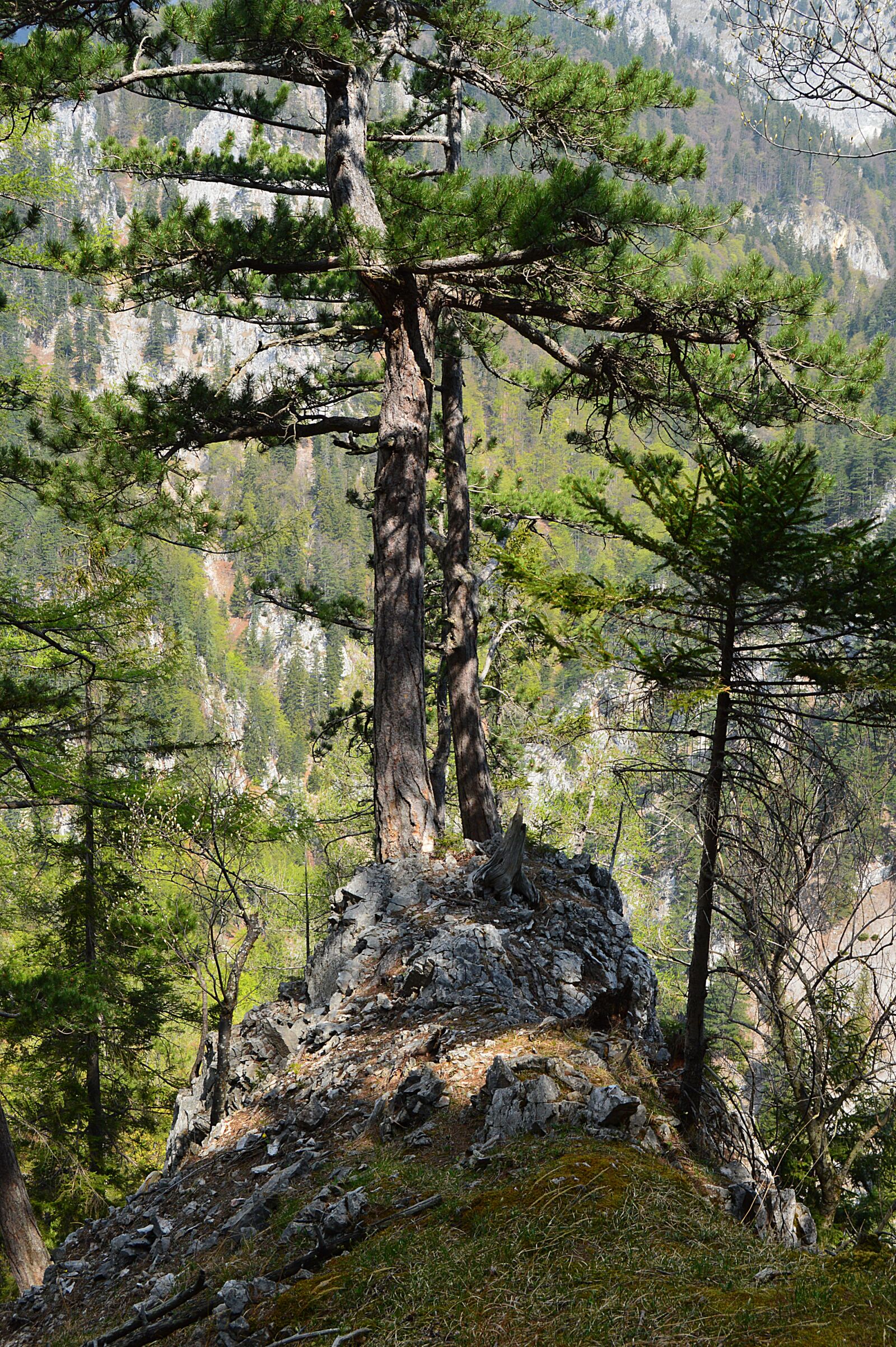 Nikon D3200 sample photo. Tree, forest, root photography